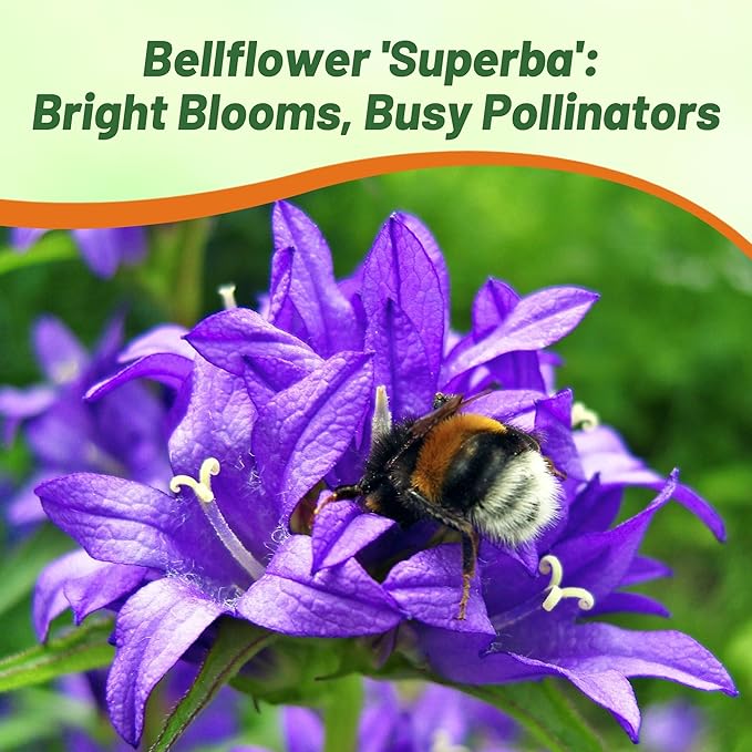 Outsidepride Superba Bellflower Seeds for Planting - 2000 Pcs Perennial Mat-Forming Flower Seeds with Bell Shaped Blooms & Low Growth Habit for Edging Pollinator Gardens, Containers, & Borders