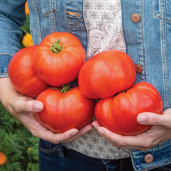 Burpee 'Bodacious Hybrid' Tomato Seeds - Non-GMO, Indeterminate, Disease-Resistant, Slicer Tomato, 45mg Seed Packet for Home Gardening
