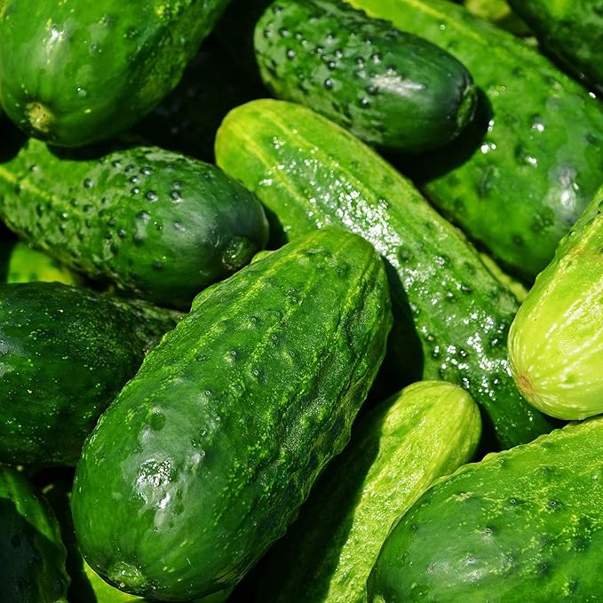 Cucumber Seeds - Sumter - 3 g Packet ~100 Seeds - Cucumis sativus - Farm & Garden Vegetable Seeds - Non-GMO, Heirloom, Open Pollinated, Annual