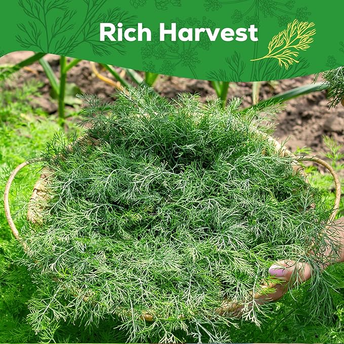 Bouquet Dill Seeds for Planting - 500+ Heirloom, Non-GMO Seeds - Herb Seeds Packet for Plating Home Garden, Herb Garden - Indoor/Outdoor, Easy to Grow