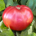 Giant Belgium - Pink Tomato Seeds - 0.25 Oz ~1700 Seeds - Non-GMO, Heirloom - Vegetable Garden - Solanum lycopersicum
