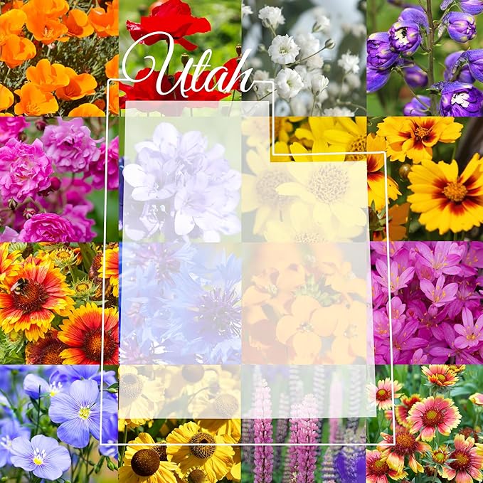 Utah Wildflower Seed Mix, 1 lb Covers 3,200 sq ft, Multi-Color Blooms, Spring and Fall Planting (1/4 Pound)