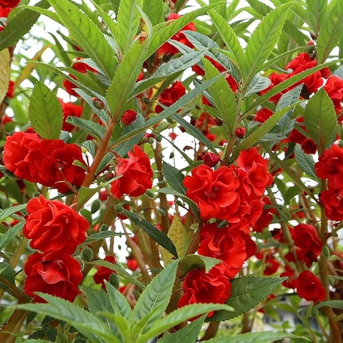 Dwarf Balsam Seeds for Planting, 500+pcs Perennial Double Balsam Flower Seeds Plants, Non-GMO Heirloom Rare Beauty Home Garden Blooms Flowers Plants for Outdoors