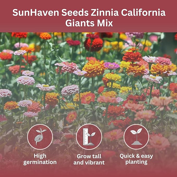 California Giants Zinnia Mix – 4,000+ Seeds – 1 oz Bulk Extra Large Resealable Packet – Premium Heirloom Zinnia elegans Seeds with Giant Blooms in Vibrant Colors