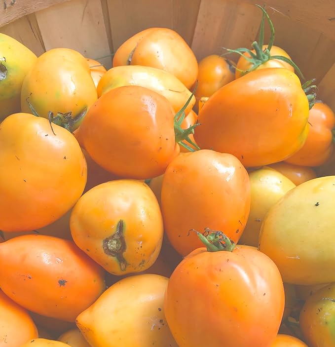 Goldfish Tomato Seeds (Solanum lycopersicum) 150 Seeds (0.5 Grams)