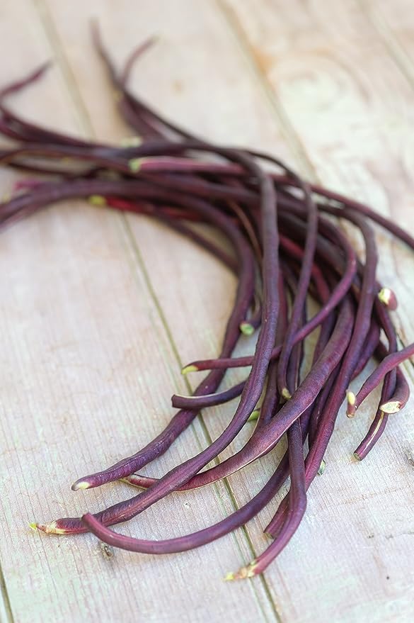 Burpee Red Podded Asparagus Pole Bean Seeds 2 ounces of seed