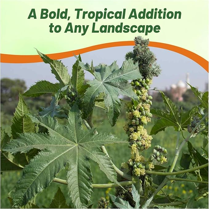 Outsidepride Zanzibariensis Castor Bean Seeds - 50 Pcs Annual Quick-Growing Tropical Flower Seeds for Planting Vibrant Foliage & Colorful Blooms for Eye-Catching Borders, Gardens & Landscapes
