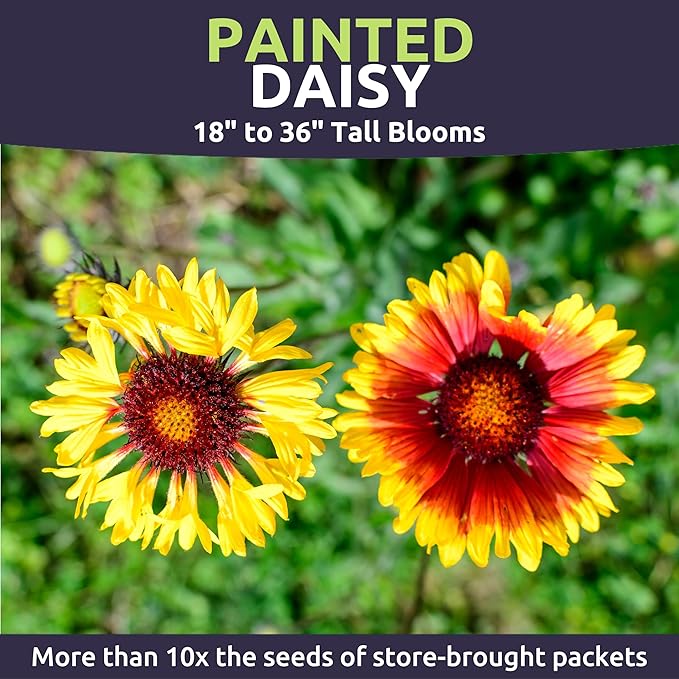 Painted Daisy - Large 1 Ounce Packet - 10,000 Flower Seeds for Planting - Chrysanthemum carinatum