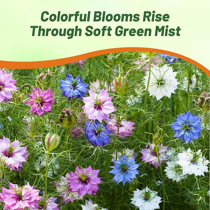Outsidepride Jewels Mix Nigella Seeds - 1000 Pcs Annual Flower Seeds for Planting with Vibrant Blooms & Lacy, Fern-Like Foliage, Attractive Cut Flower for Small Garden Spaces & Floral Arrangements