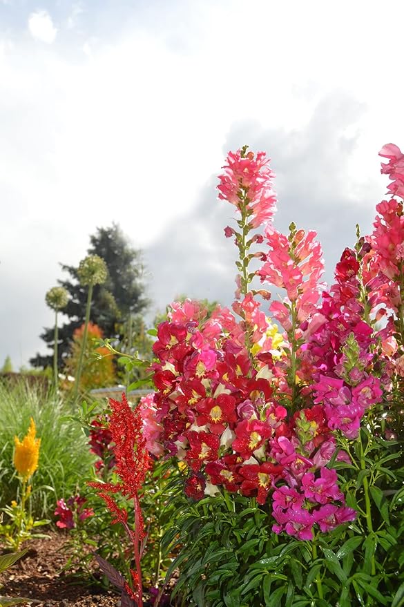 Set of Flower Seed Packets! Flower Seeds in Bulk - Great for Creating The Garden of Your Dreams! (50, Cut Flower Mix)