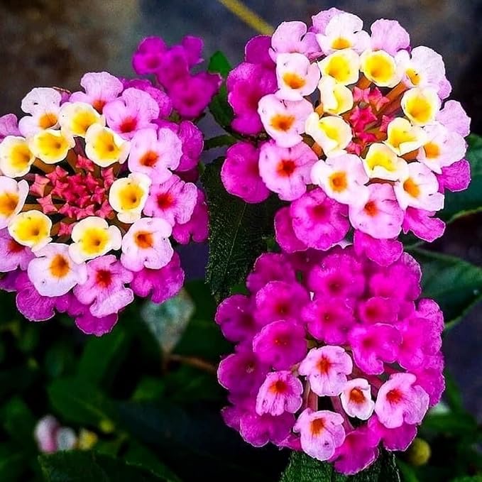 Lantana Flower Seeds for Planting - Mix Color Lantana Seeds to Plant Non-GMO Perennial Flower Garden Outdoor