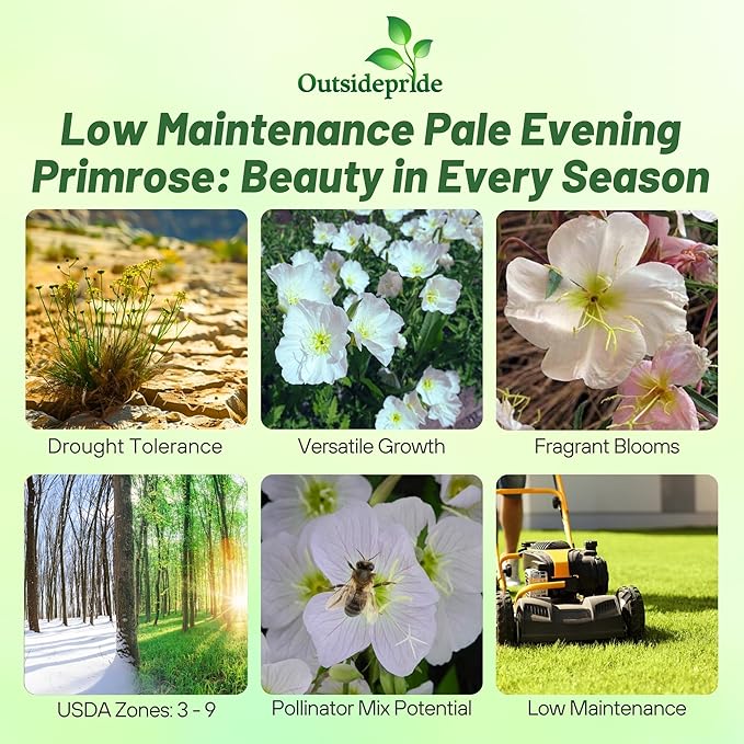 Outsidepride Pale Evening Primrose Seeds - 2000 Pcs Perennial Oenothera Pallida - Fragrant, Drought-Tolerant White Buttercup Blooms for Xeriscaping, Easy-to-Grow, Pollinator-Friendly, Low Maintenance
