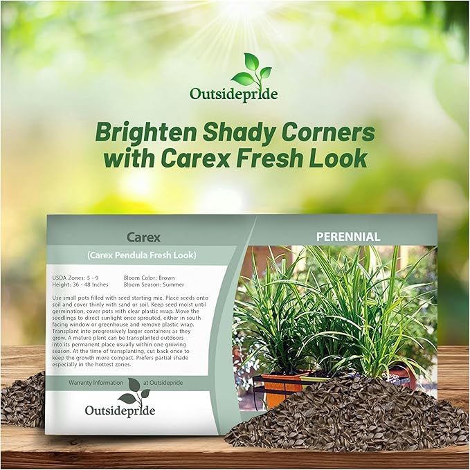 Outsidepride Carex Fresh Look Ornamental Grass Seed – 100 Pcs. Perennial, Low-Maintenance, Drought-Tolerant Grass Seeds with Low Growing Foliage for Borders, Ground Covers, & Outdoor Living Spaces