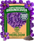 HOME GROWN Aubrieta Rock Cress Purple, Flowering Ground Cover Seed Pack, Non GMO Perennial Cress Seeds for Planting Outdoor Lawn Gardens 300 Aubrieta deltoidea Flower Seeds