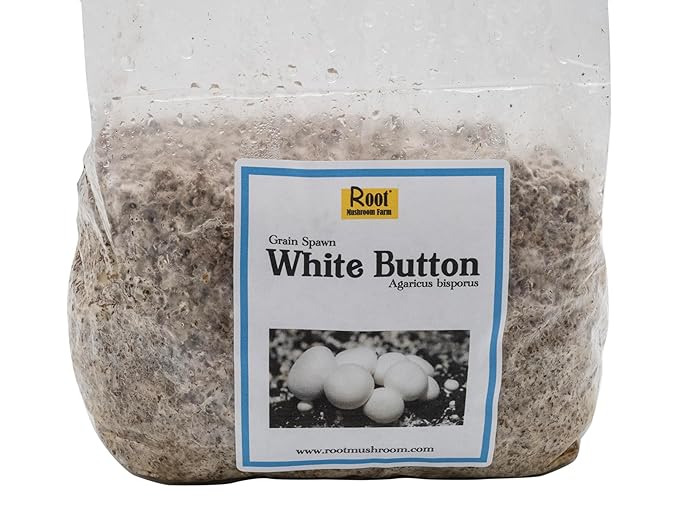 Root Mushroom Farm- White Button Grain Spawn(NOT A GROW KIT)