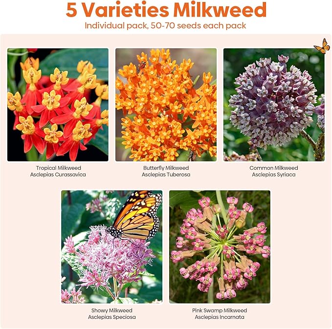 Milkweed Seeds for Planting to Attract Monarch Butterflies - 5 Individual Pack for Tropical, Butterfly, Common, Showy, Pink Swamp Non-GMO Milkweed Seed