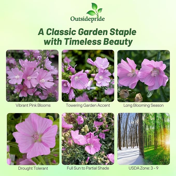 Outsidepride Rosea Musk Mallow Hollyhock Seeds - 4,000 Pcs Perennial, Long-Blooming, Heat & Drought Tolerant Flower Seeds with Tall, Shrubby Blooms for Cottage Gardens & Cut Flowers