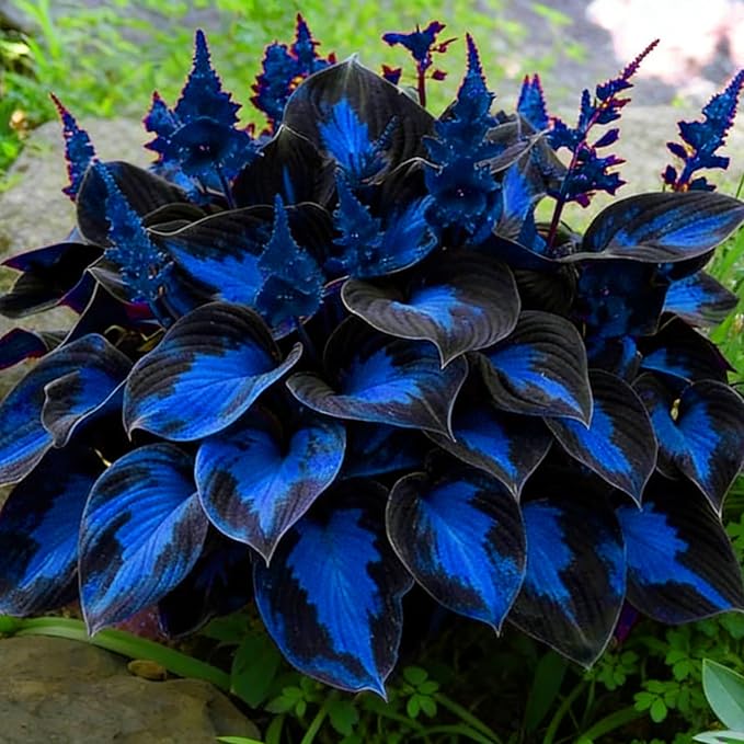 Hosta Seeds for Planting, 290+pcs Perennial Rare Hosta Flower Seeds, Non-GMO Heirloom Long Blooming Plants Shaded Entry Pathway Flowers Beauty Home Garden for Outdoors