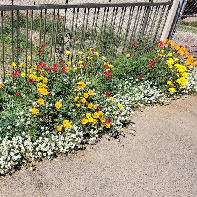 Created By Nature Drought Tolerant Wildflower Seed Mix, 15 Varieties, 67,000 Seeds
