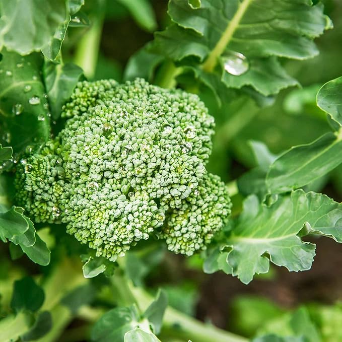 Organic Di Cicco Broccoli - 1 LB ~144,000 Seeds - Non-GMO, Open Pollinated, Heirloom, Vegetable Gardening, Micro Greens & Sprouting Seeds