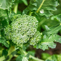 Organic Di Cicco Broccoli - 1 LB ~144,000 Seeds - Non-GMO, Open Pollinated, Heirloom, Vegetable Gardening, Micro Greens & Sprouting Seeds