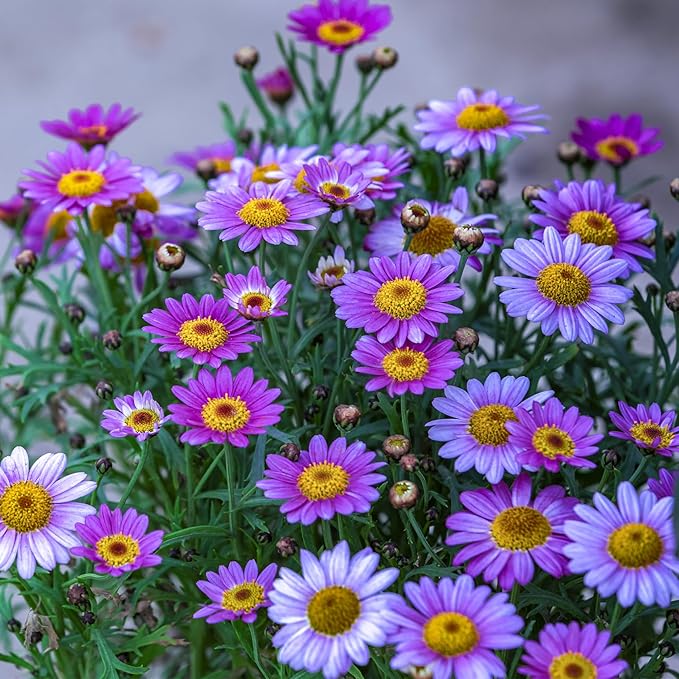 1000+Pyrethrum Seeds for Planting -Pyrethrum Tanacetum Chrysanthemum Plant Garden Flower Seeds