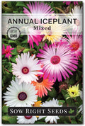 Sow Right Seeds - Ice Plant Flower Seeds for Planting - Non-Invasive Livingstone Daisy, Succulent Like Leaves - Beautiful Flowers to Plant in Your Garden - Non-GMO Heirloom Packet (1)