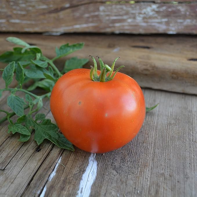 Silvery Fir Tree Tomato - 50 Seeds - Russian Heirloom Variety, Heirloom Determinate Tomato Seeds for Planting in Containers or The Home Garden, Thresh Seed Company