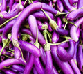 Vegetable Garden Seeds for Planting - Grow Heirloom Vegetables (Purple Beauty Eggplant)