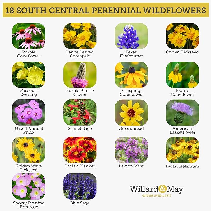 Willard & May South Central All Perennial Wildflower Seed Mix, 25,000+ Flower Seeds, 18 Varieties, Heat and Drought Tolerant, Pollinator Friendly, Plant in Spring or Fall (1 Ounce)
