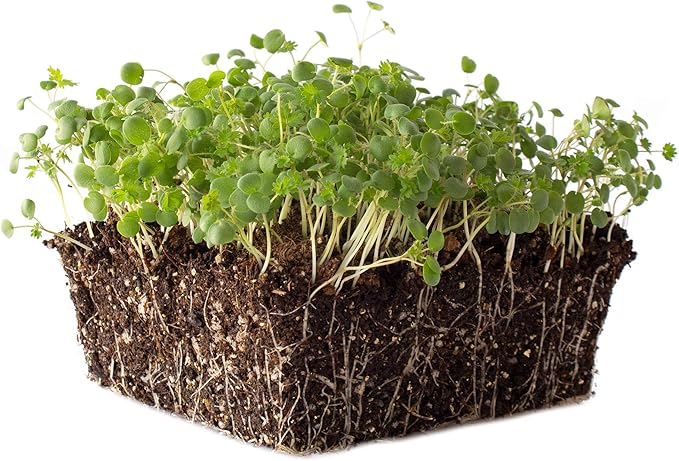Salad Burnet Herb Garden Seeds - 1 g Packet ~100 Seeds - Non-GMO, Heirloom Herb Gardening & Microgreens Seeds