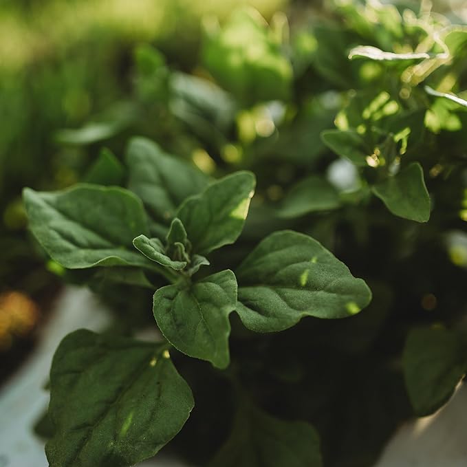 New Zealand Spinach - 50 Seeds - Heirloom Spinach Variety, Heat-Tolerant Spinach, Non-GMO Vegetable Seeds for Planting Outdoors in The Home Garden, Thresh Seed Company