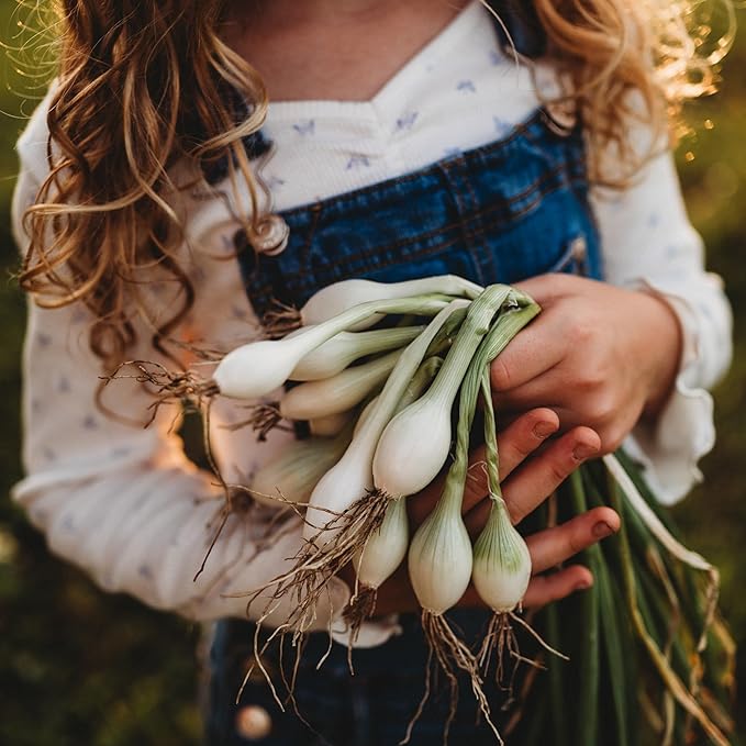 Southport White Globe Onion - 100 Seeds - Heirloom Pearl Onion Variety, Great for Pickling, Often Used as a Bunching Onion, Heirloom Onion Seeds for Planting in The Home Garden, Thresh Seed Company