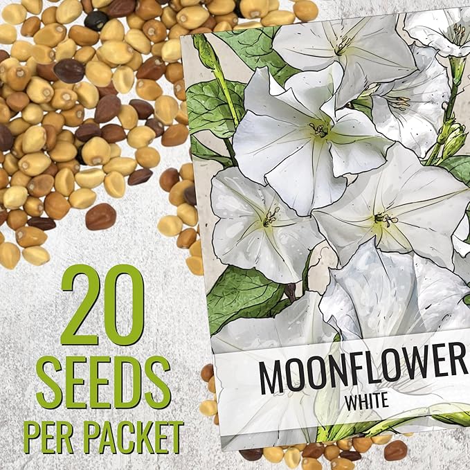 Seed Needs Moonflower Seeds for Planting White Moon Vines - Heirloom & Open Pollinated Vine Seed to Plant an Outdoor Flowering Climber - 6 Inch Pure White Blooms (1 Pack)