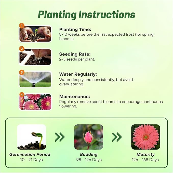 Outsidepride Rose Shades Gerbera Seeds - 10 Pcs Perennial, Compact & Low Maintenance, Flower Seeds for Planting w/Vibrant Rose Blooms, Ideal for Garden Landscaping & Cut Flower Arrangements