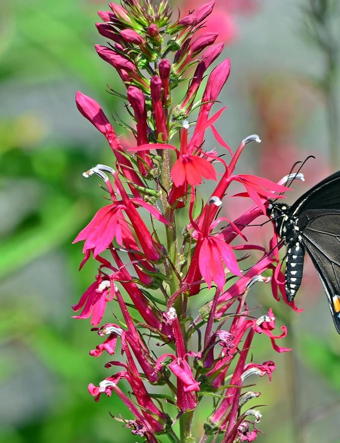Cardinal Flower Seeds (Lobelia cardinalis) - Brilliant Red Blooms for Pollinator Gardens, Wet Areas, and Borders | Non-GMO, Hardy Perennial for Part Shade and Moist Soil (150)