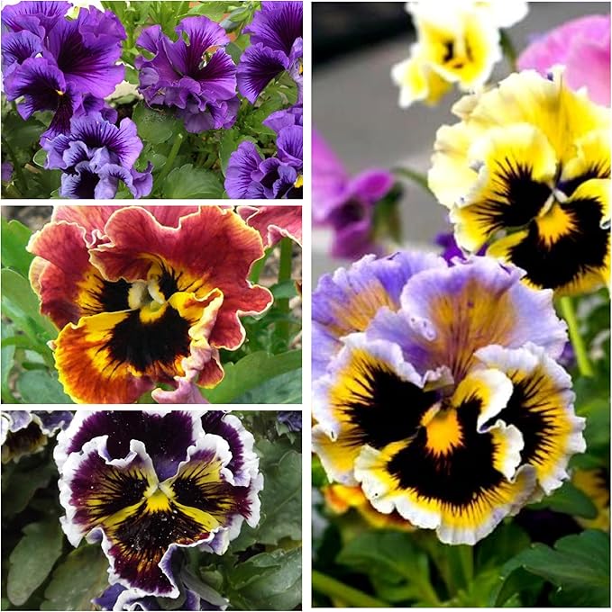 Seed Needs, Rococo Pansy Seeds - 600 Heirloom Seeds for Planting Viola Germania - Colorful Blooms for an Outdoor Flower Garden, Attracts Pollinators (2 Packs)