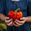 Ozark Giant Red Bell Pepper - 25 Seeds - Sweet Heirloom Variety, Great for Southern Gardens, Non-GMO Vegetable Seeds for Planting Outdoors in The Home Garden, Thresh Seed Company