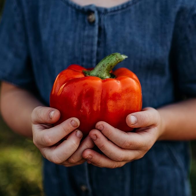 Ozark Giant Red Bell Pepper - 25 Seeds - Sweet Heirloom Variety, Great for Southern Gardens, Non-GMO Vegetable Seeds for Planting Outdoors in The Home Garden, Thresh Seed Company