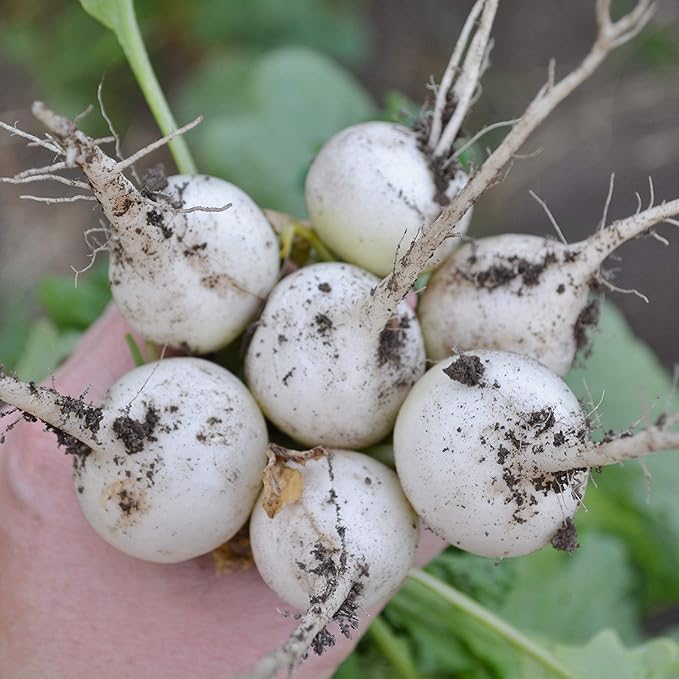 White Globe Radish - 150 Seeds - Heirloom & Open-Pollinated Variety, Easy-to-Grow & Fast-Growing, Non-GMO Vegetable Seeds for Planting Indoors or Outdoors in The Home Garden, Thresh Seed Company