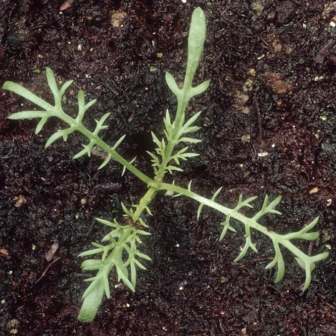 Seed Needs, German Chamomile Seeds - 500 Heirloom Seeds for Planting Matricaria recutita - Medicinal Herb for Indoor/Outdoor Gardens, Non-GMO & Untreated (2 Packs)