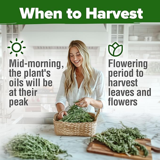 HOME GROWN Herb & Lettuce Seeds 3-Pack – Rosemary (150), Peppermint (2,370), Buttercrunch Lettuce (3,950) – Non-GMO, USA-SOURCED Heirloom Seeds for Indoor & Outdoor Growing