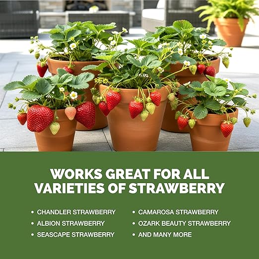 Strawberry Fertilizer – Liquid Plant Food for Better Flowering, Bigger Berries & Stronger Root Runners, 1 Gallon