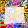Wyoming Wildflower Seed Mix, 1 lb Covers 3,200 sq ft, Multi-Color Blooms, Spring and Fall Planting (1/2 Pound)