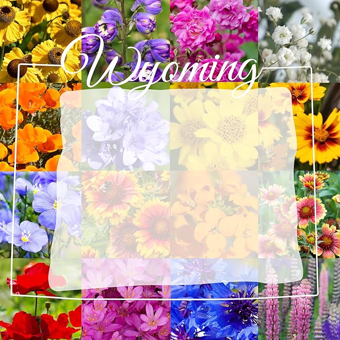 Wyoming Wildflower Seed Mix, 1 lb Covers 3,200 sq ft, Multi-Color Blooms, Spring and Fall Planting (1/4 Pound)