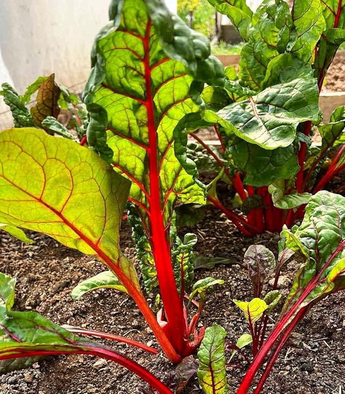 100 + Pcs Seeds Swiss Chard Collection for Planting - Individual Packets of Red Ruby Swiss Chard & Perpetual Spinach Swiss Chard - Non-GMO Heirloom (Red Ruby Swiss Chard)