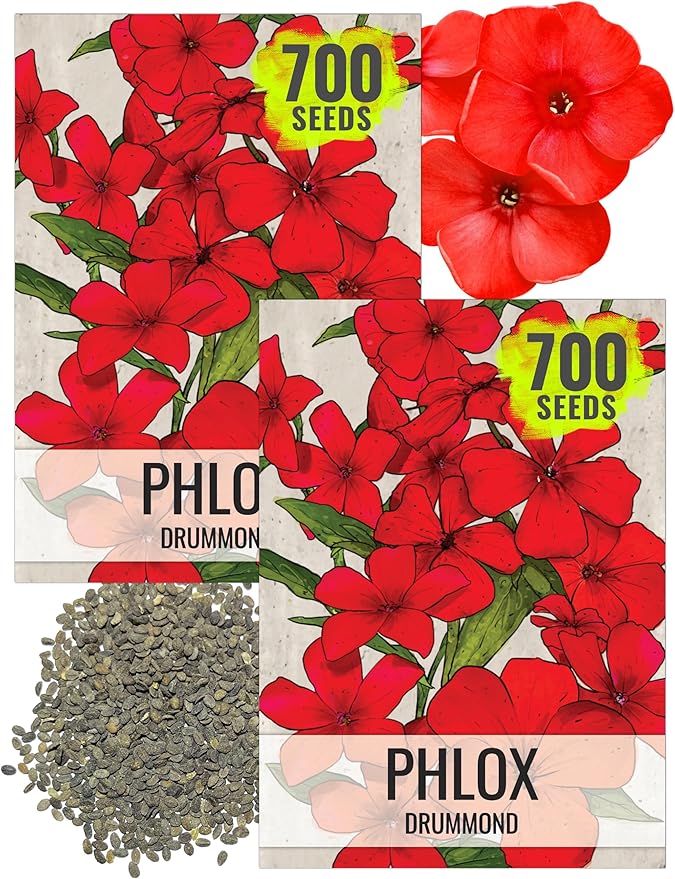 Seed Needs Phlox Seeds for Planting Red Drummond Phlox - Heirloom & Open Pollinated Annual Flowers to Attract Butterflies & Bees to a Butterfly Garden (2 Packs)