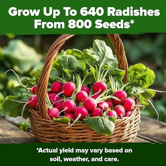 HOME GROWN 𝗨𝗦𝗔 𝗣𝗥𝗘𝗠𝗜𝗨𝗠 Common Mint Seeds 1,800 & Large Red Cherry Tomato 500 & Persian Cucumber 50 & Cherry Belle Radish Seeds 800