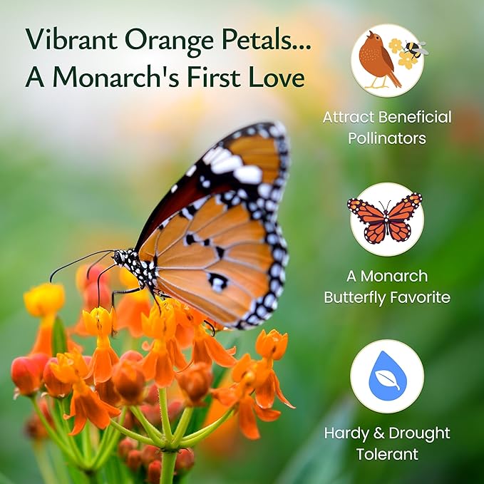 Created By Nature, Butterfly Milkweed Seeds, Orange Wildflowers for Butterfly Garden, Perennial Wildflower for Monarch Butterfly, 300 Perennial Garden Seeds, (Asclepias tuberosa)