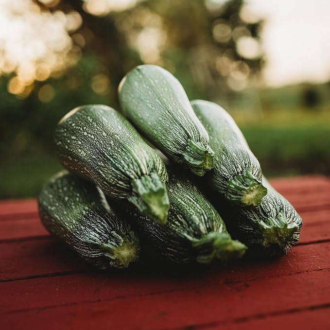 Grey Zucchini - 25 Seeds - Heirloom Zuccchini Variety, Popular for Calabacitas, Non-GMO Heirloom Zucchini Seeds for Planting Outdoors in The Home Garden, Thresh Seed Company